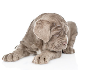 Sad neapolitan mastiff puppy lying in front view and looking at camera. isolated on white background