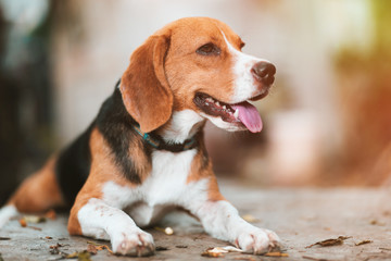 An adorable beagle dog laying outside on the footpath,beagle dog smiling while sitting outdoor.
