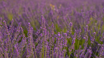 Obraz premium Lavendel beim Sonnenuntergang