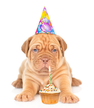 Mastiff puppy in party hat lying in front view with cupcake. isolated on white background