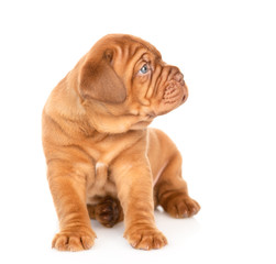 Bordeaux puppy sitting and looking away. isolated on white background