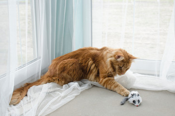 Young large red marble Maine coon cat playing with a toy