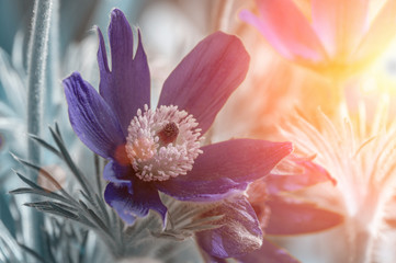 Fototapeta na wymiar Beautiful purple fluffy flower Oriental Pulsatilla patens pasqueflower in early spring
