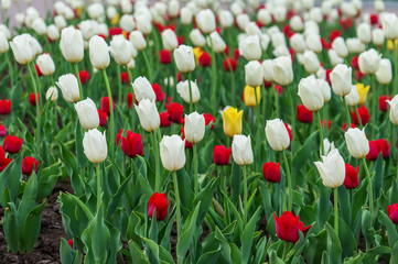 White red and yellow tulips grow in the city flower bed.Selective focus, background