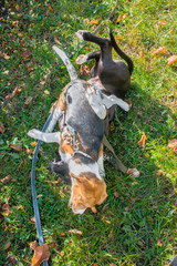 Beagle puppy playing with a puppy of a Staffordshire Terrier in the autumn Park