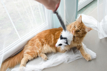 Young large red marble Maine coon cat playing with a toy