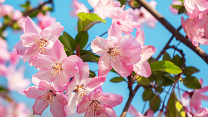 Fototapeta na wymiar Close-up shot of springtime peach tree blossoms, blue sky on the background. Beautiful pink blossoming peach trees.