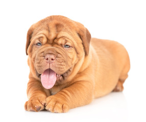 Portrait of a Bordeaux puppy lying in front view. isolated on white background