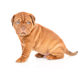 Portrait of a Bordeaux puppy sitting in side view. isolated on white background