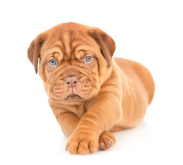 Obraz premium Portrait of a Bordeaux puppy lying in front view. isolated on white background