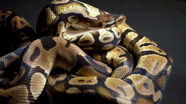 Footage of ball python in black background