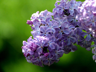  Lilac flowers Sereny color.