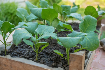 Eggplant seedlings in a cardboard eco-friendly container are ready for planting in a greenhouse. Spring work in the garden