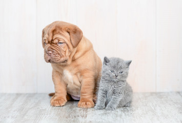 Portrait of a mastiff puppy and baby kitten on the floor at home