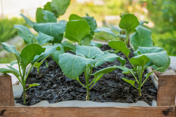 Eggplant seedlings in a cardboard eco-friendly container are ready for planting in a greenhouse. Spring work in the garden