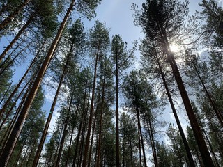 trees in the forest.sky through trees