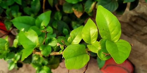 green leaves of branch