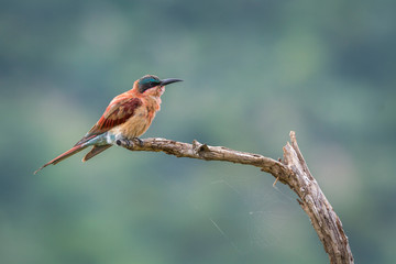 Southern Carmine Bee-eater isolated in blur background in Kruger National park, South Africa ;...