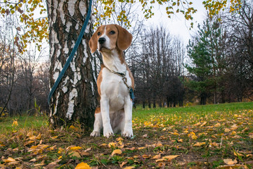 A smart beagle puppy on a walk in the city Park. Tricolor Beagle puppy is watching a peaceful...