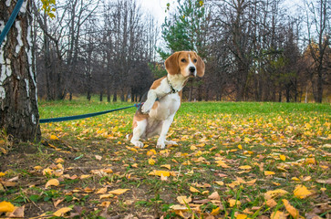 A smart beagle puppy on a walk in the city Park. Tricolor Beagle puppy is watching a peaceful...