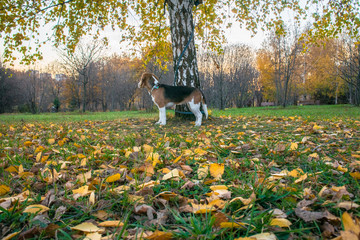 Obraz na płótnie Canvas A smart beagle puppy on a walk in the city Park. Tricolor Beagle puppy is watching a peaceful autumn landscape.