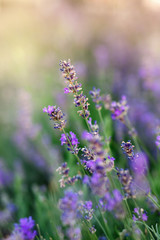 Field with violet flowers of lavender.