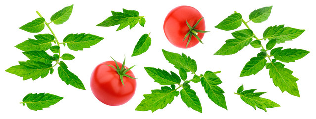 Tomato leaves isolated on white background with clipping path