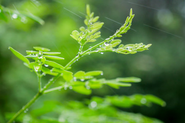 Moringa leaves has been wet by pouring rain, beautiful water drops rise up on the branches and leaves.