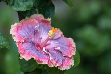Beautiful colorful Hibiscus flower in a garden.Close up Caribbean Hibiscus flower.