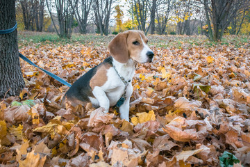 A smart beagle puppy on a walk in the city Park. Tricolor Beagle puppy is watching a peaceful...