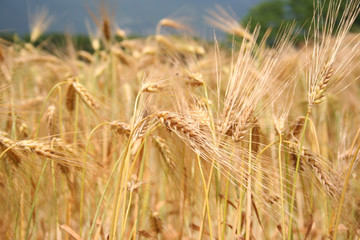 Golden wheat ears in the field on sunny day. Wheat field ready to harvest in summer