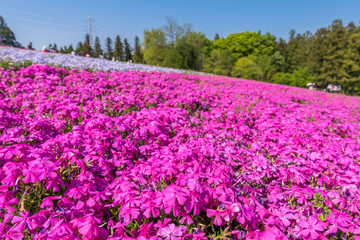 Obraz premium 芝桜が満開の羊山公園の風景