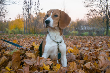 A smart beagle puppy on a walk in the city Park. Tricolor Beagle puppy is watching a peaceful...