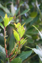 Laurel bush with young fresh new leaves growing on branch. Laurus nobilis 
