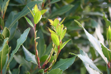 Fototapeta na wymiar Laurel bush with young fresh new leaves growing on branch. Laurus nobilis 