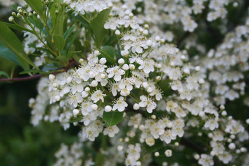 Pyracantha bush with white flowers. Firethorn in bloom in summer