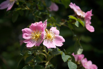 Pink flowers of Dog rose on a sunny day. Rosa canina in bloom