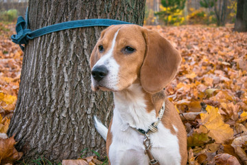A smart beagle puppy on a walk in the city Park. Tricolor Beagle puppy is watching a peaceful...