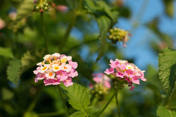 Beautiful blooming buds of multicolored lantana in a natural environment