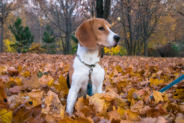 A smart beagle puppy on a walk in the city Park. Tricolor Beagle puppy is watching a peaceful...