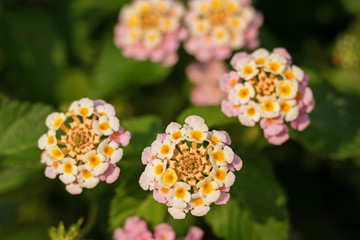 Beautiful blooming buds of multicolored lantana in a natural environment