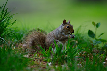 Squirrel eating an nut in a beautiful green nature