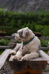 Dog in the mountains