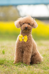 おしゃれなトイ・プードル