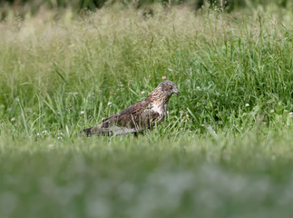 The male The western marsh harrier (Circus aeruginosus) sits on the ground among thick grass. Close-up and detailed photos