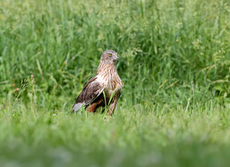 The male The western marsh harrier (Circus aeruginosus) sits on the ground among thick grass. Close-up and detailed photos