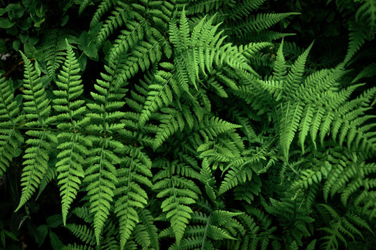 Fern leaf, Decorative foliage. Dark forest with large leaves