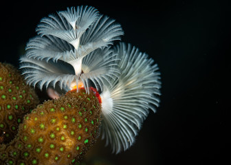Christmas tree worms (Spirobranchus giganteus) on the reef in Bonaire, Netherlands Antilles