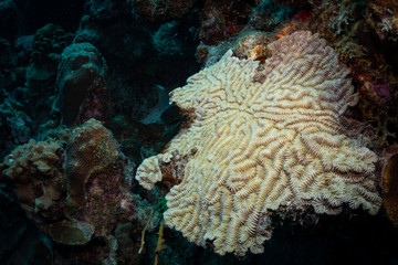 Maze coral (Meandrina meandrites) growth on the reef in Bonaire, Netherlands Antilles