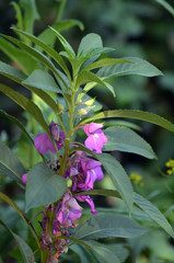 Obraz na płótnie Canvas Flower buds of the balsam. Flowering plants. Floriculture.